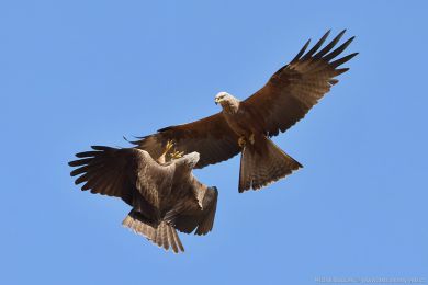 Lu�&aacute;k hn�d&yacute; (Milvus migrans)