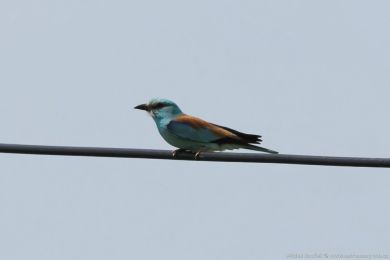 Mandel&iacute;k hajn&iacute; (Coracias garrulus)