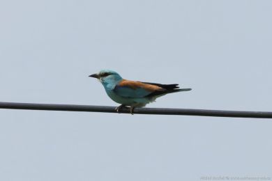 Mandel&iacute;k hajn&iacute; (Coracias garrulus)