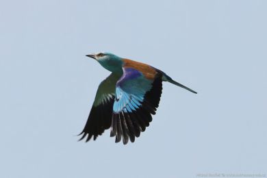Mandel&iacute;k hajn&iacute; (Coracias garrulus)