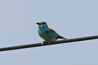 Mandel&iacute;k hajn&iacute; (Coracias garrulus)