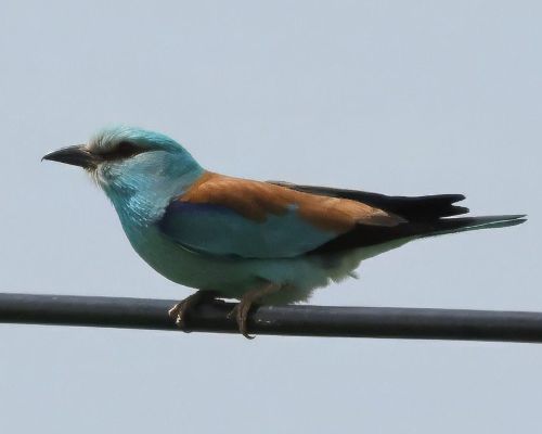 Mandelík hajní (Coracias garrulus)