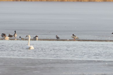 Mor�&aacute;k mal&yacute; (Mergus albellus)
