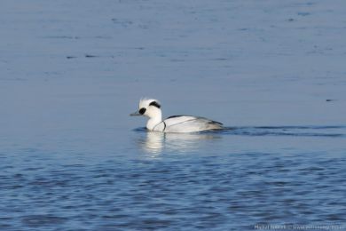 Mor�&aacute;k mal&yacute; (Mergus albellus)