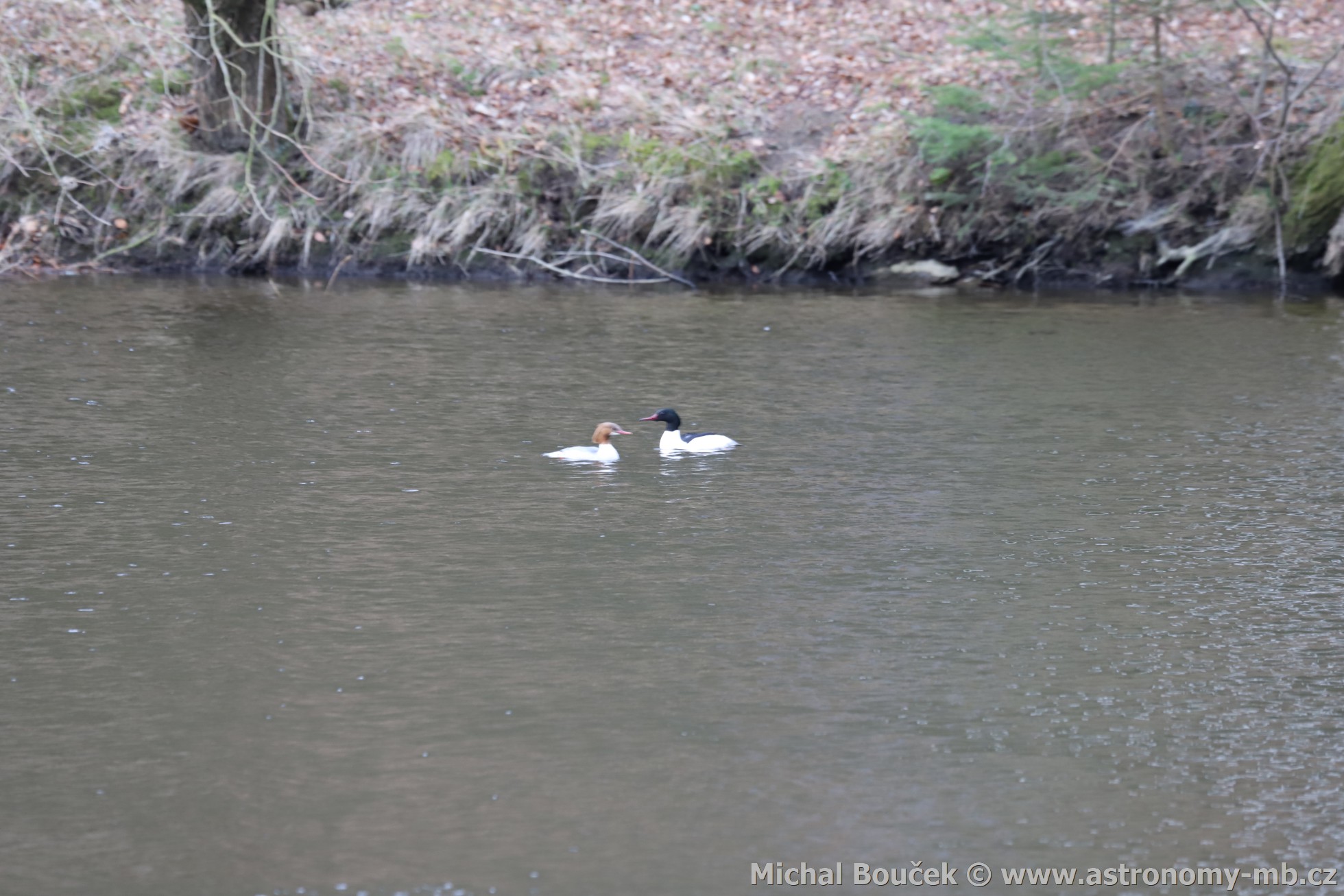 Morčák velký (Mergus merganser) Morčák velký (Mergus merganser)