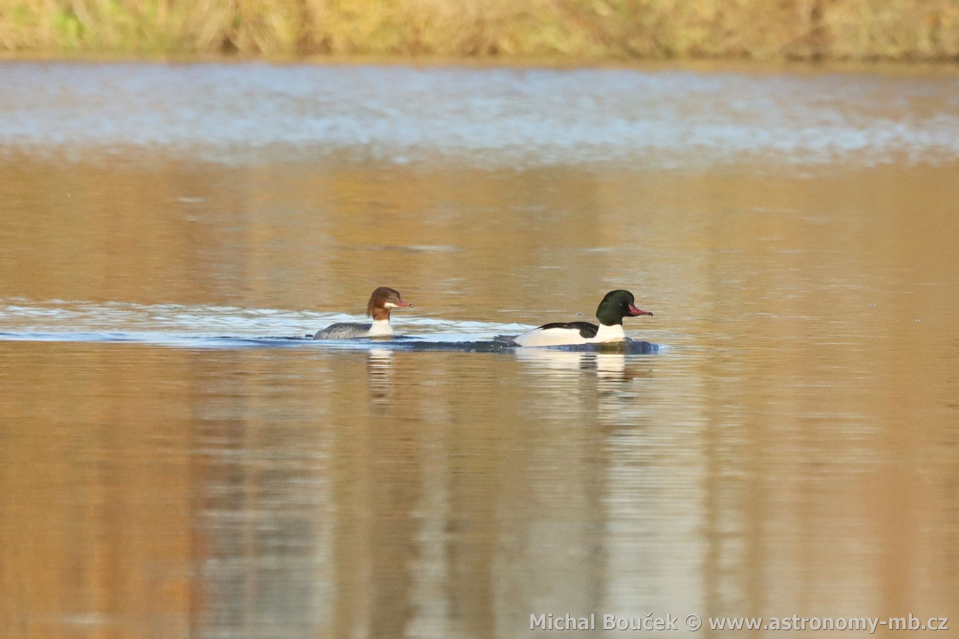 Morčák velký (Mergus merganser) Morčák velký (Mergus merganser)
