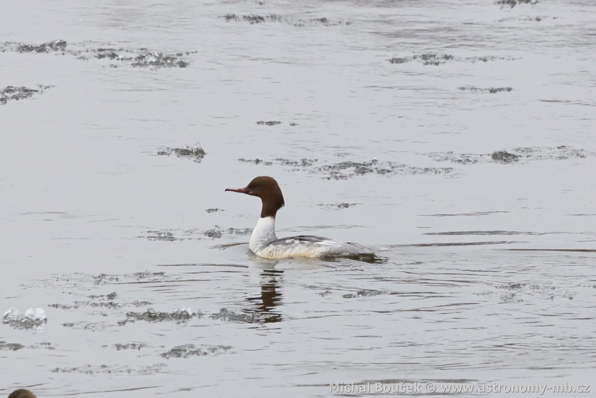 Morčák velký (Mergus merganser) Morčák velký (Mergus merganser)