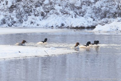 Morčák velký (Mergus merganser) Morčák velký (Mergus merganser)