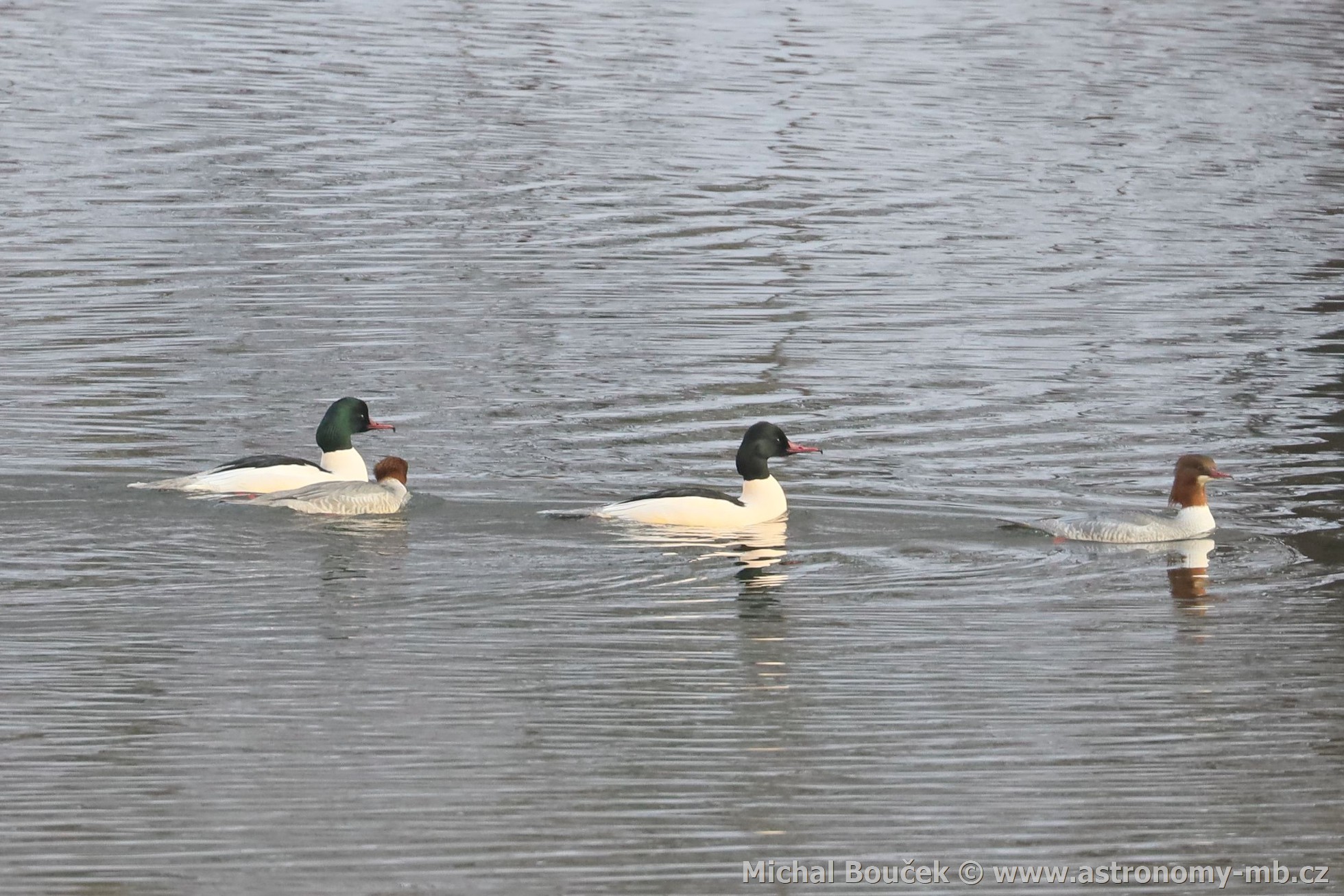 Morčák velký (Mergus merganser) Morčák velký (Mergus merganser)