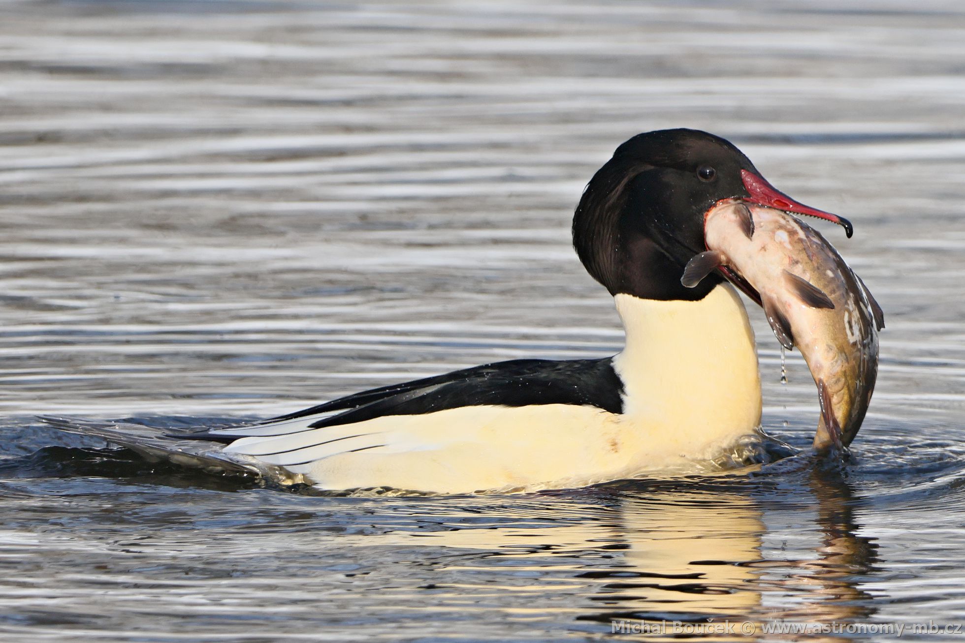 Morčák velký (Mergus merganser) Morčák velký (Mergus merganser)