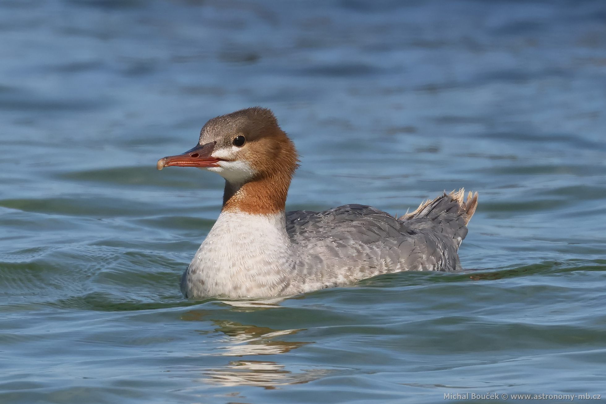 Morčák velký (Mergus merganser) Morčák velký (Mergus merganser)