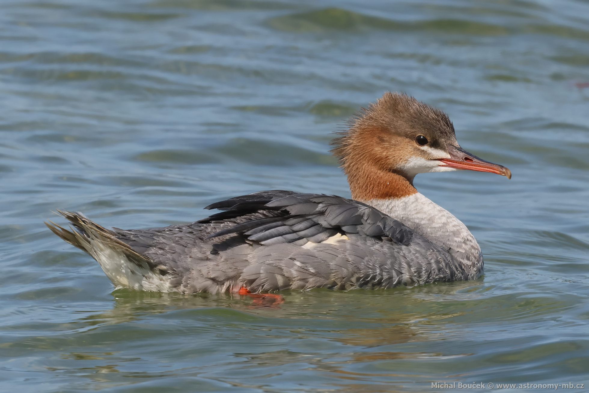 Morčák velký (Mergus merganser) Morčák velký (Mergus merganser)