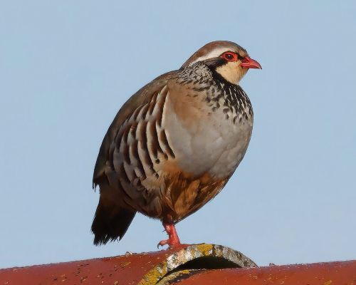 Orebice rudá (Alectoris rufa)