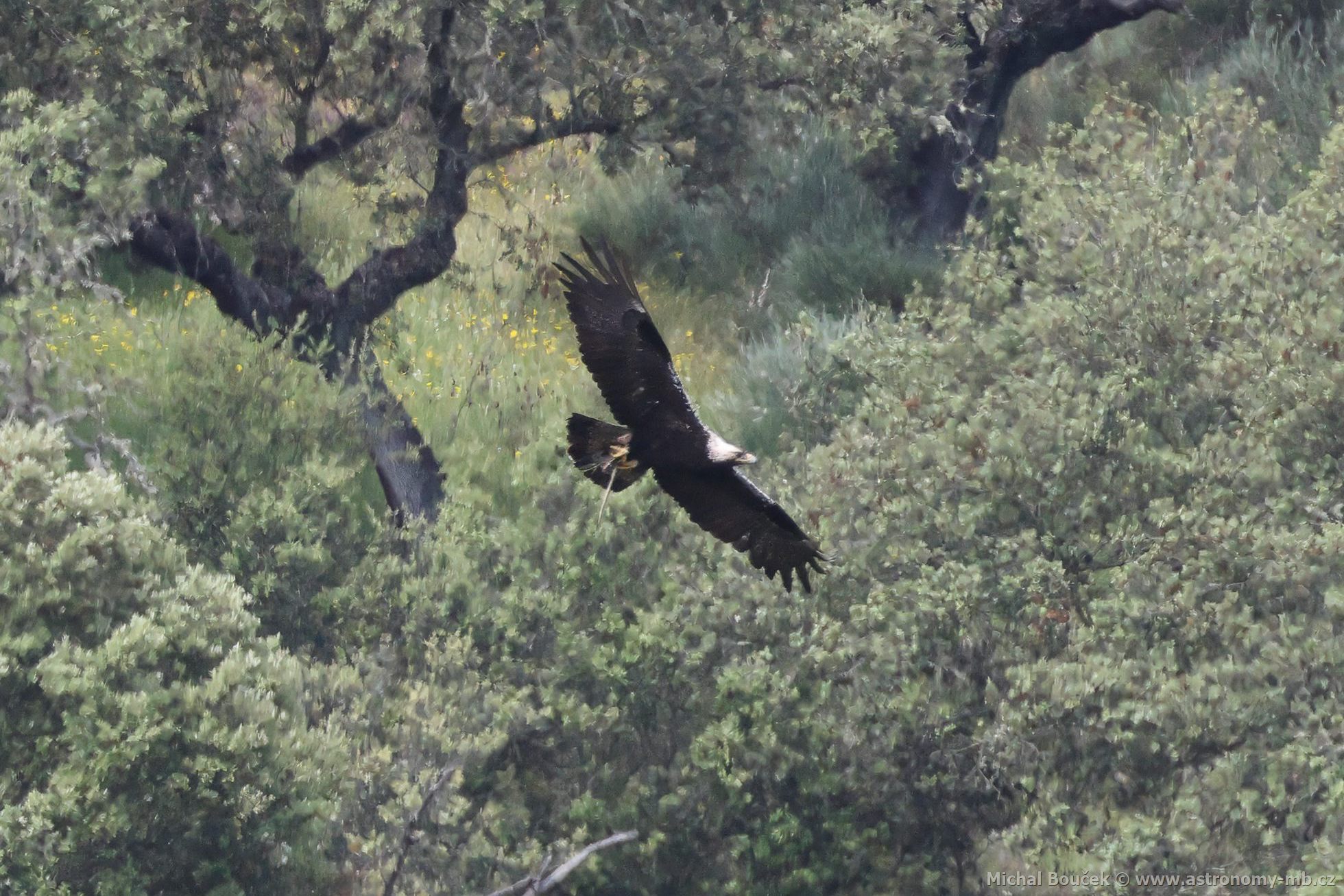 Orel iberský (Aquila adalberti) Orel iberský (Aquila adalberti)