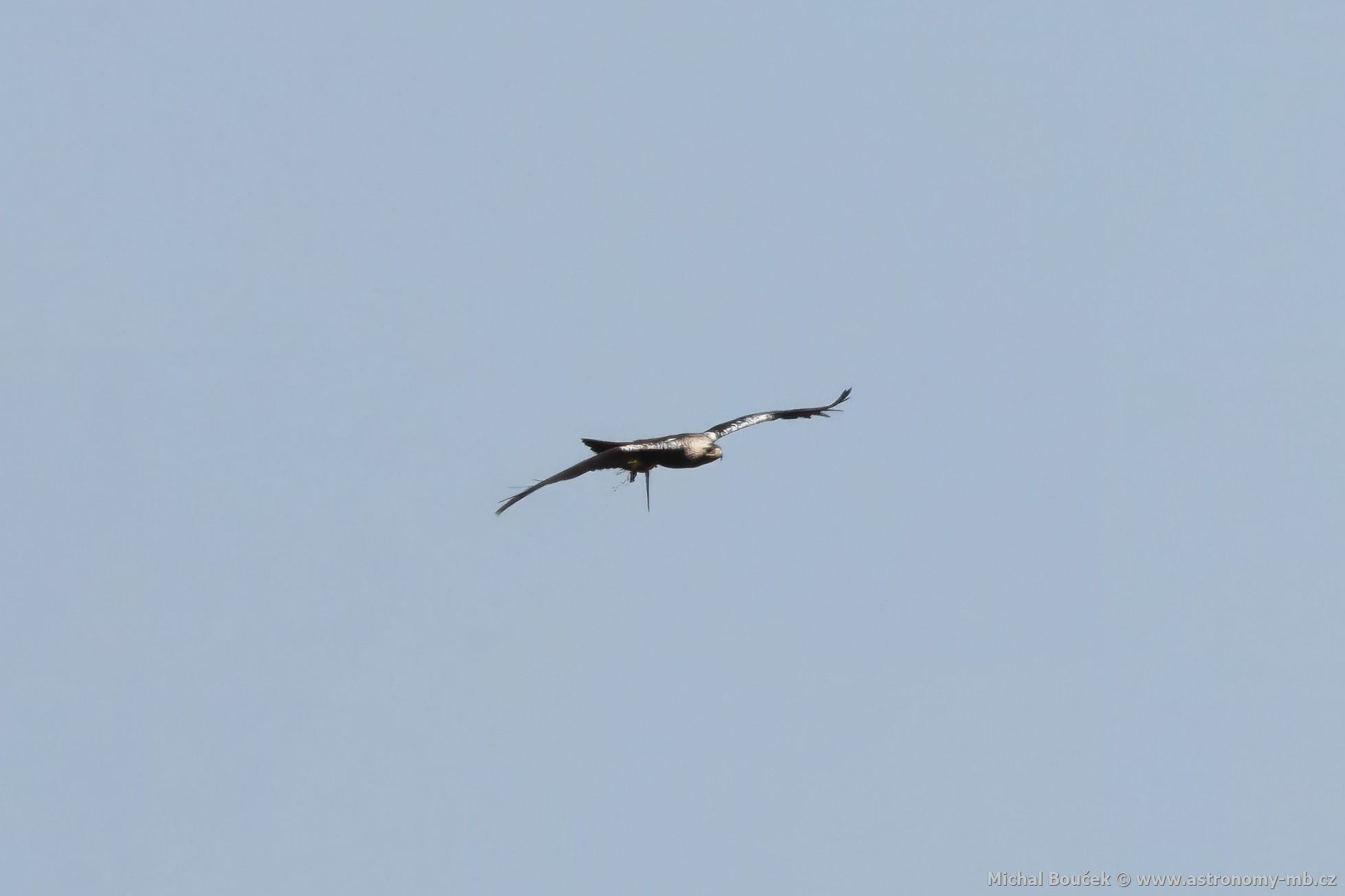 Orel iberský (Aquila adalberti) Orel iberský (Aquila adalberti)