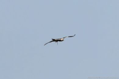 Orel iberský (Aquila adalberti) Orel iberský (Aquila adalberti)