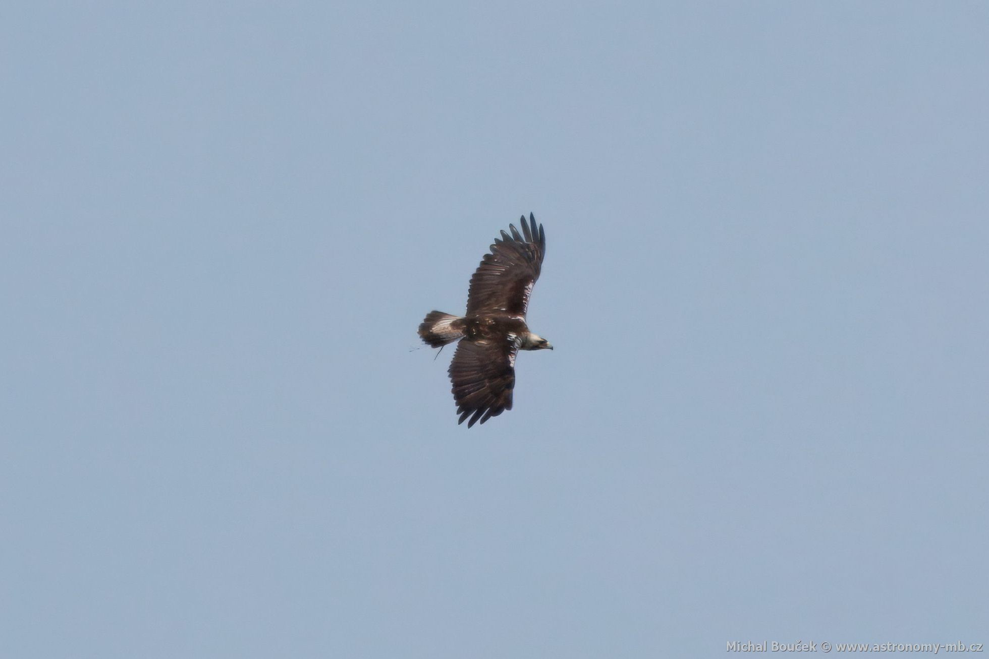 Orel iberský (Aquila adalberti) Orel iberský (Aquila adalberti)