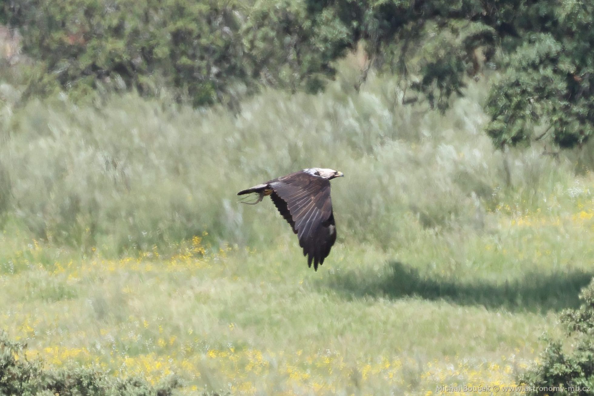 Orel iberský (Aquila adalberti) Orel iberský (Aquila adalberti)