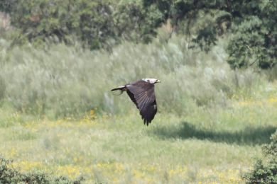 Orel iberský (Aquila adalberti) Orel iberský (Aquila adalberti)