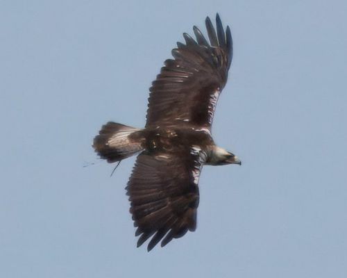 Orel iberský (Aquila adalberti)