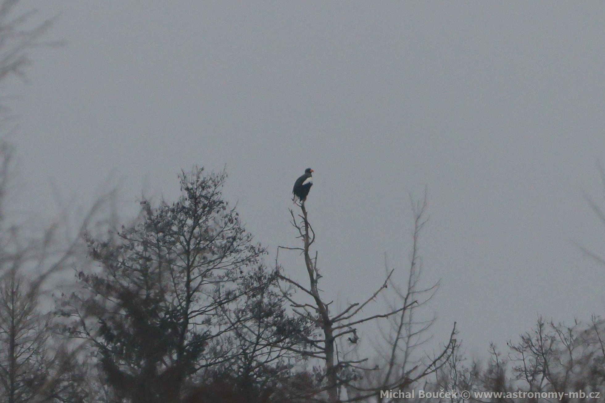 Orel východní (Haliaeetus pelagicus) Orel východní (Haliaeetus pelagicus)