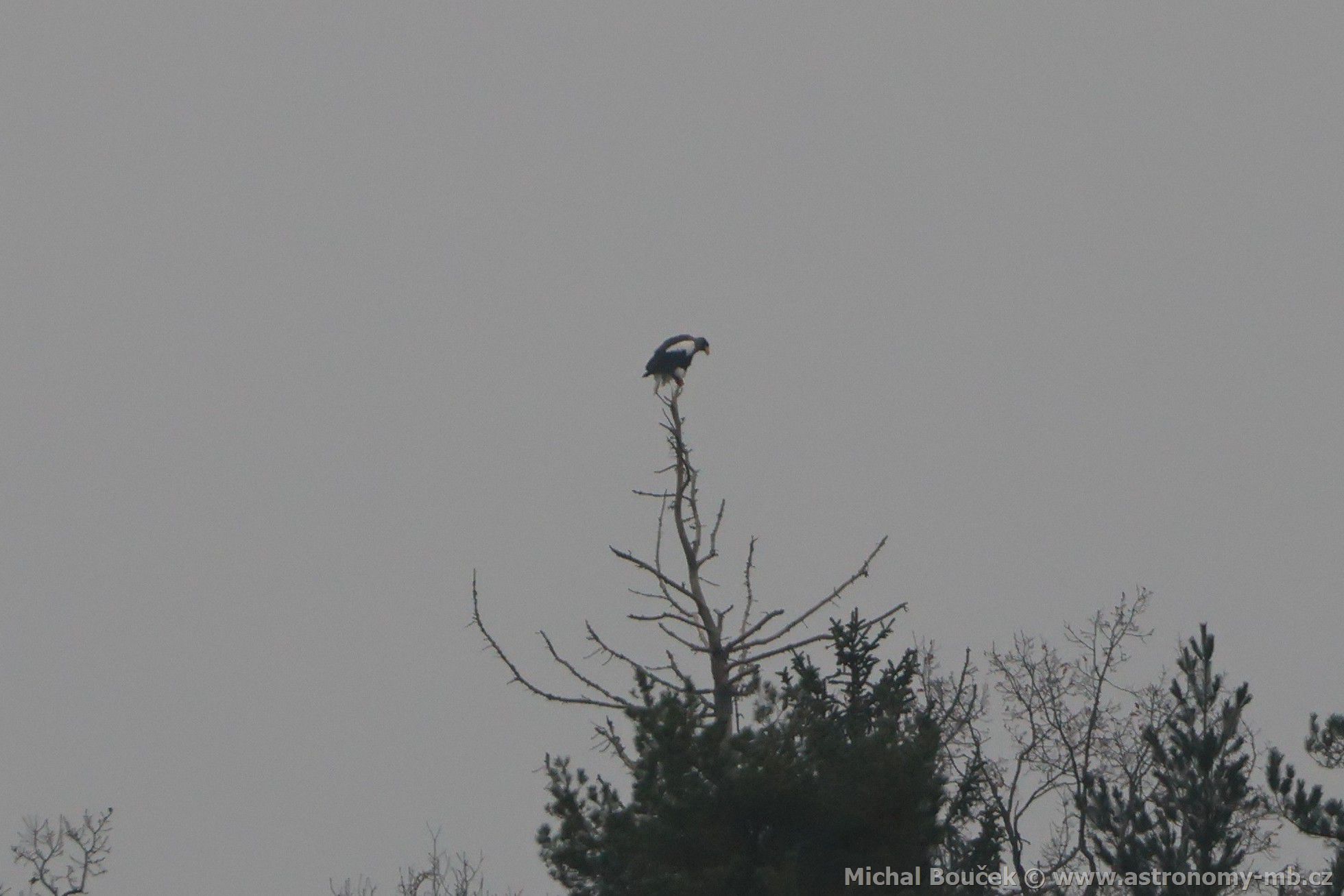 Orel východní (Haliaeetus pelagicus) Orel východní (Haliaeetus pelagicus)