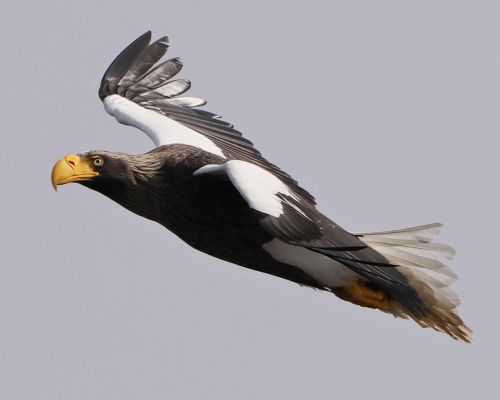 Orel východní (Haliaeetus pelagicus)