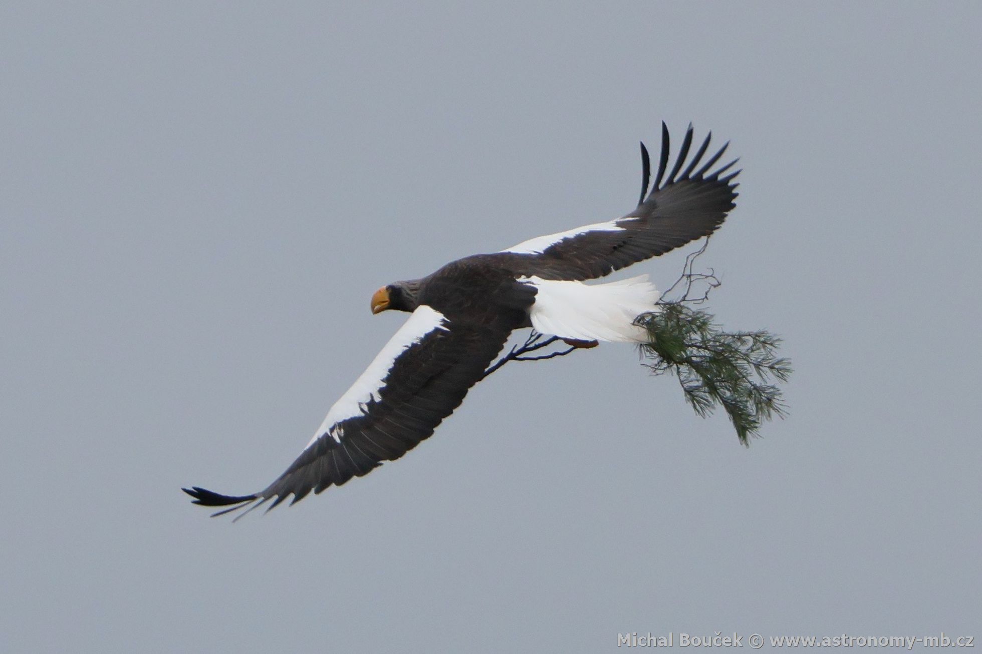 Orel východní (Haliaeetus pelagicus) Orel východní (Haliaeetus pelagicus)