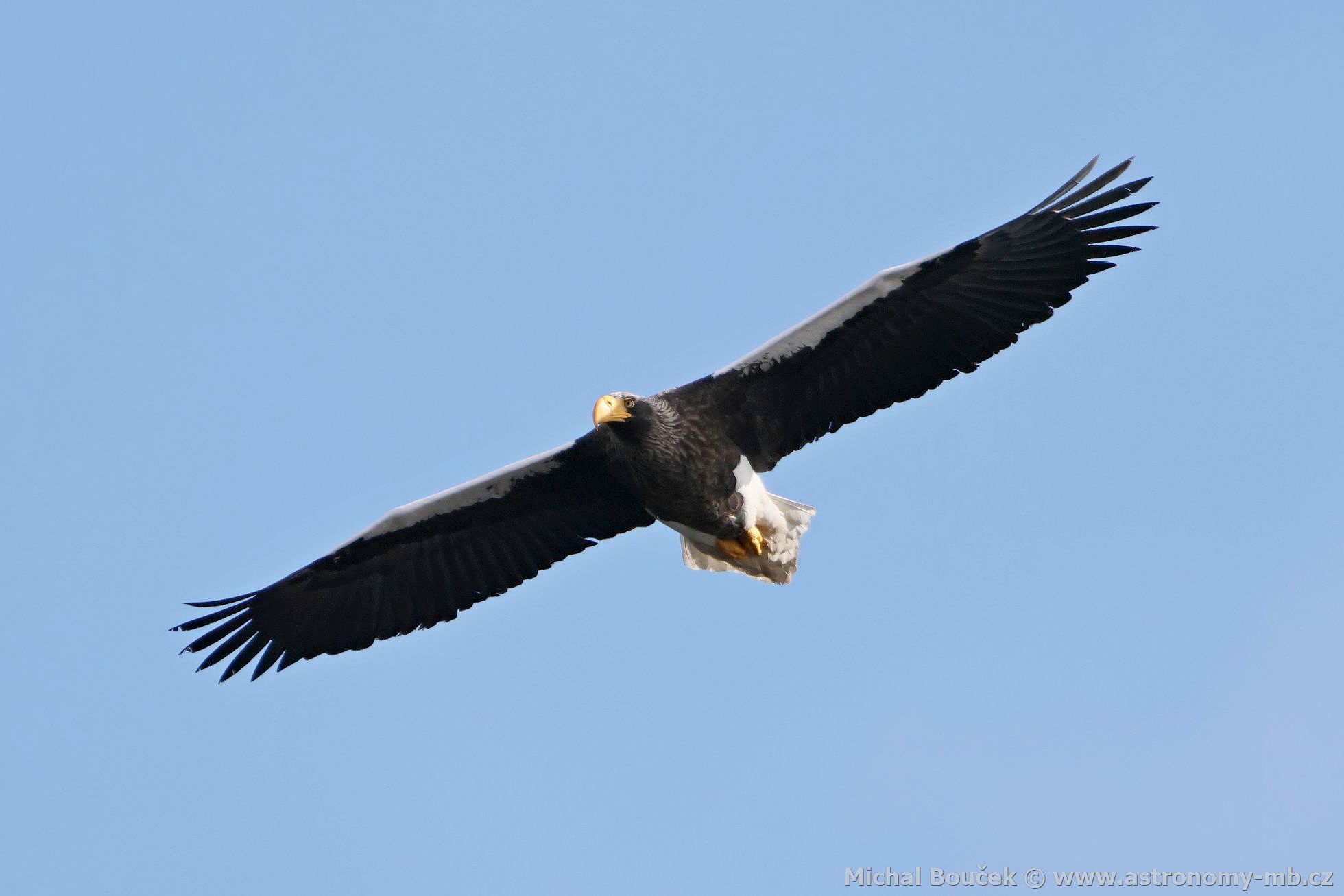 Orel východní (Haliaeetus pelagicus) Orel východní (Haliaeetus pelagicus)