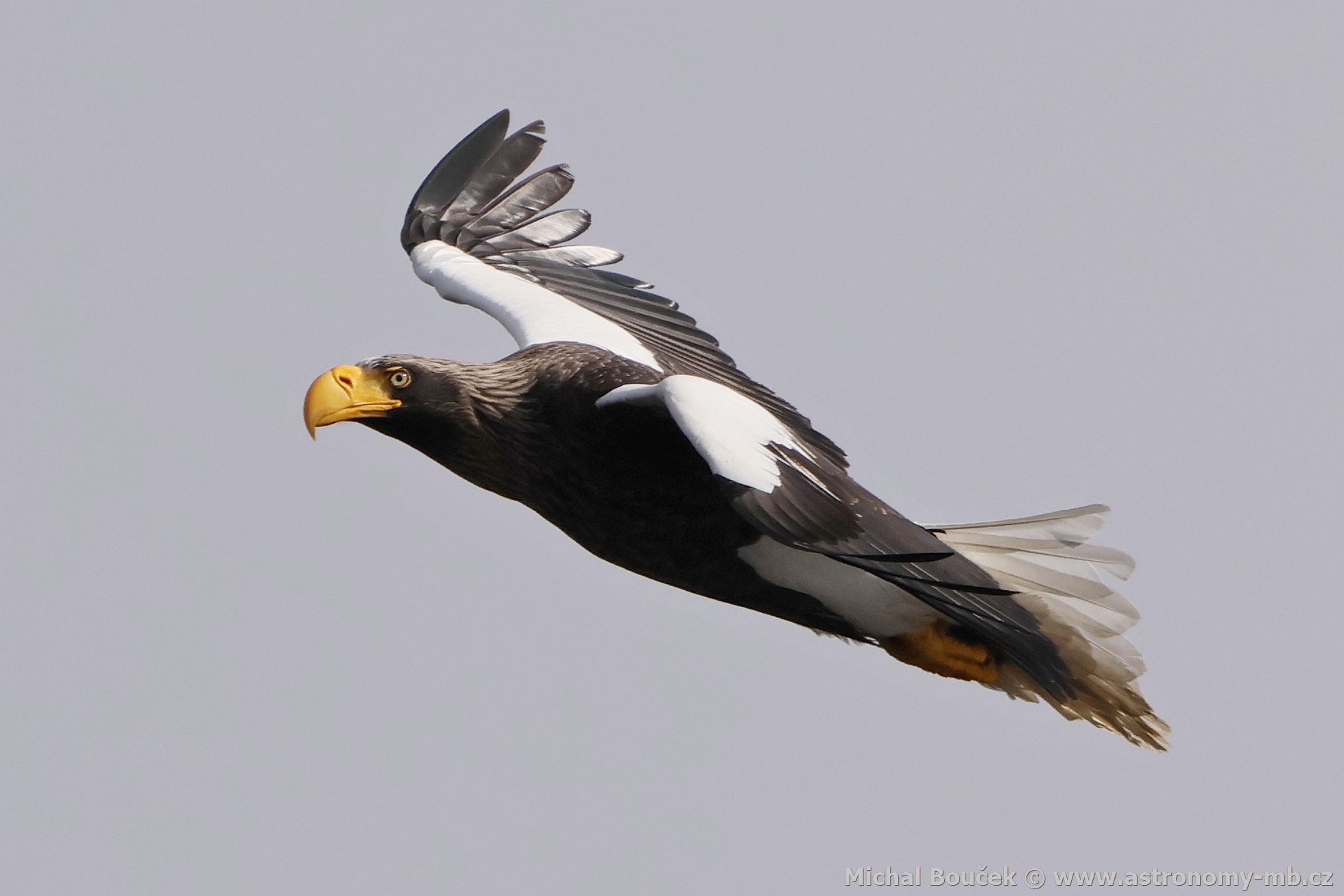 Orel východní (Haliaeetus pelagicus) Orel východní (Haliaeetus pelagicus)
