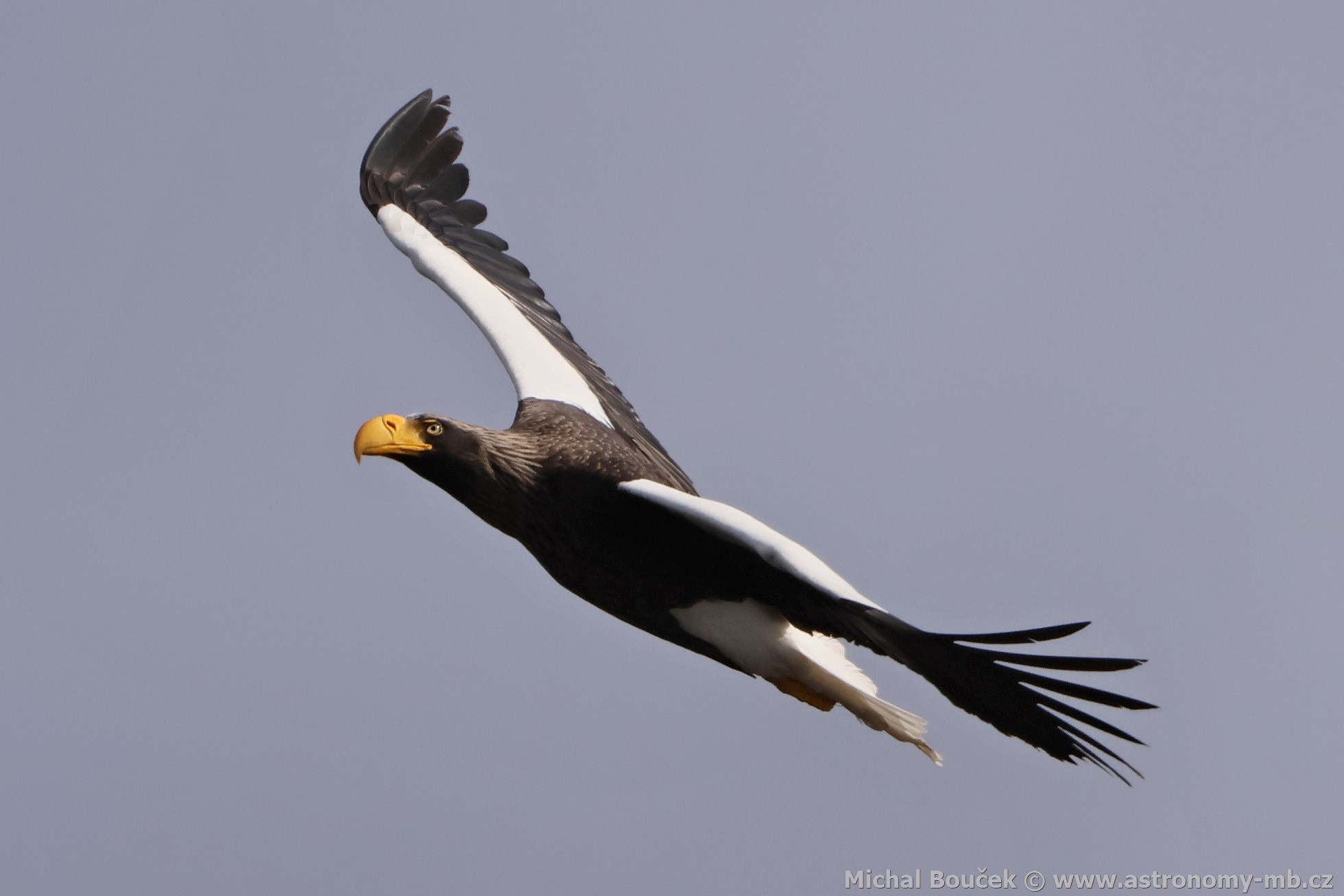 Orel východní (Haliaeetus pelagicus) Orel východní (Haliaeetus pelagicus)