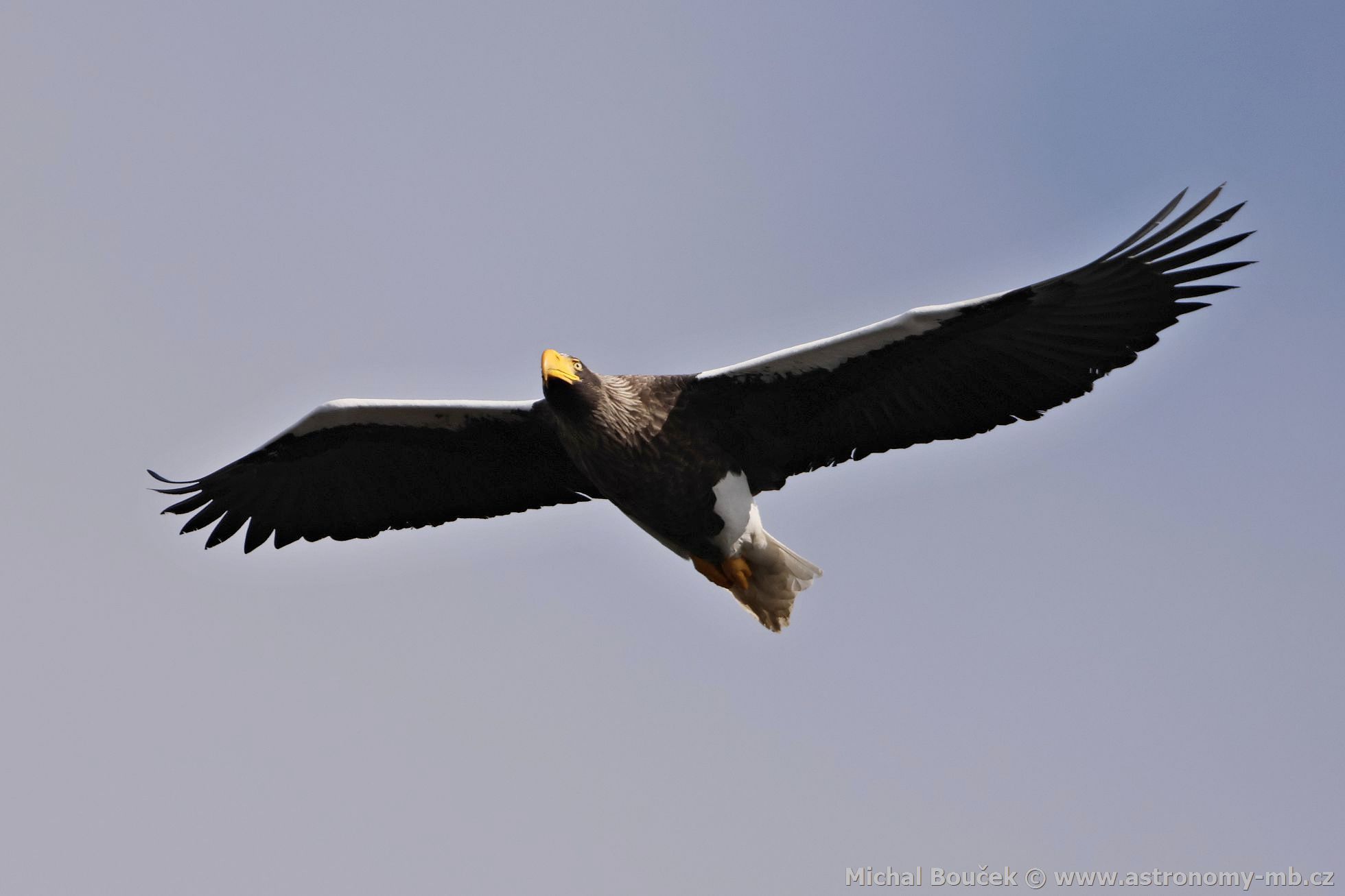 Orel východní (Haliaeetus pelagicus) Orel východní (Haliaeetus pelagicus)