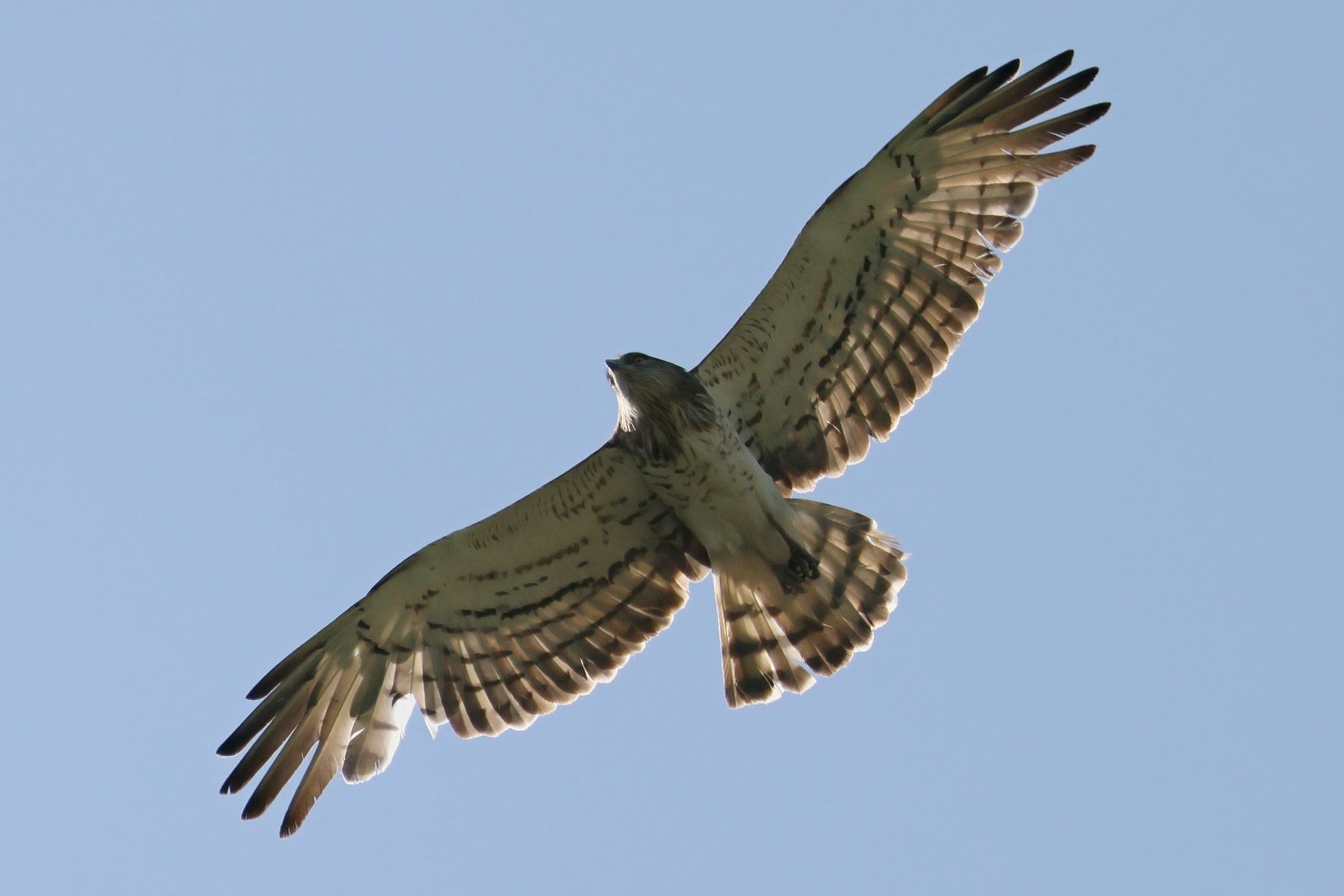 Orlík krátkoprstý (Circaetus gallicus)