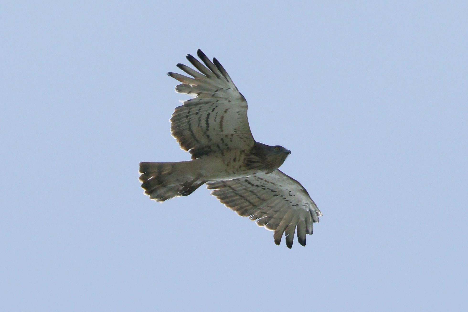 Orlík krátkoprstý (Circaetus gallicus)