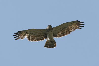 Orlík krátkoprstý (Circaetus gallicus) Orlík krátkoprstý (Circaetus gallicus)