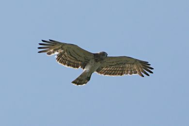 Orlík krátkoprstý (Circaetus gallicus) Orlík krátkoprstý (Circaetus gallicus)