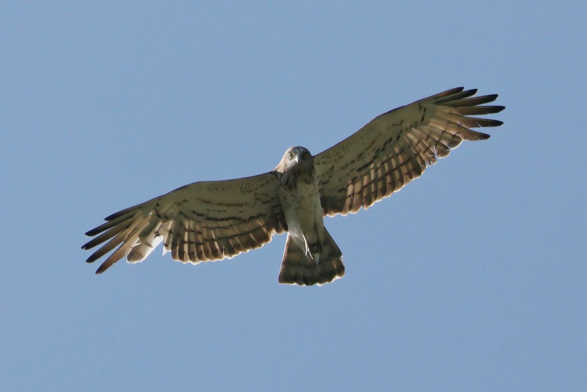 Orlík krátkoprstý (Circaetus gallicus)