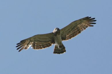 Orlík krátkoprstý (Circaetus gallicus) Orlík krátkoprstý (Circaetus gallicus)