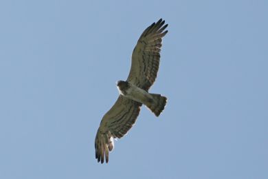 Orlík krátkoprstý (Circaetus gallicus) Orlík krátkoprstý (Circaetus gallicus)