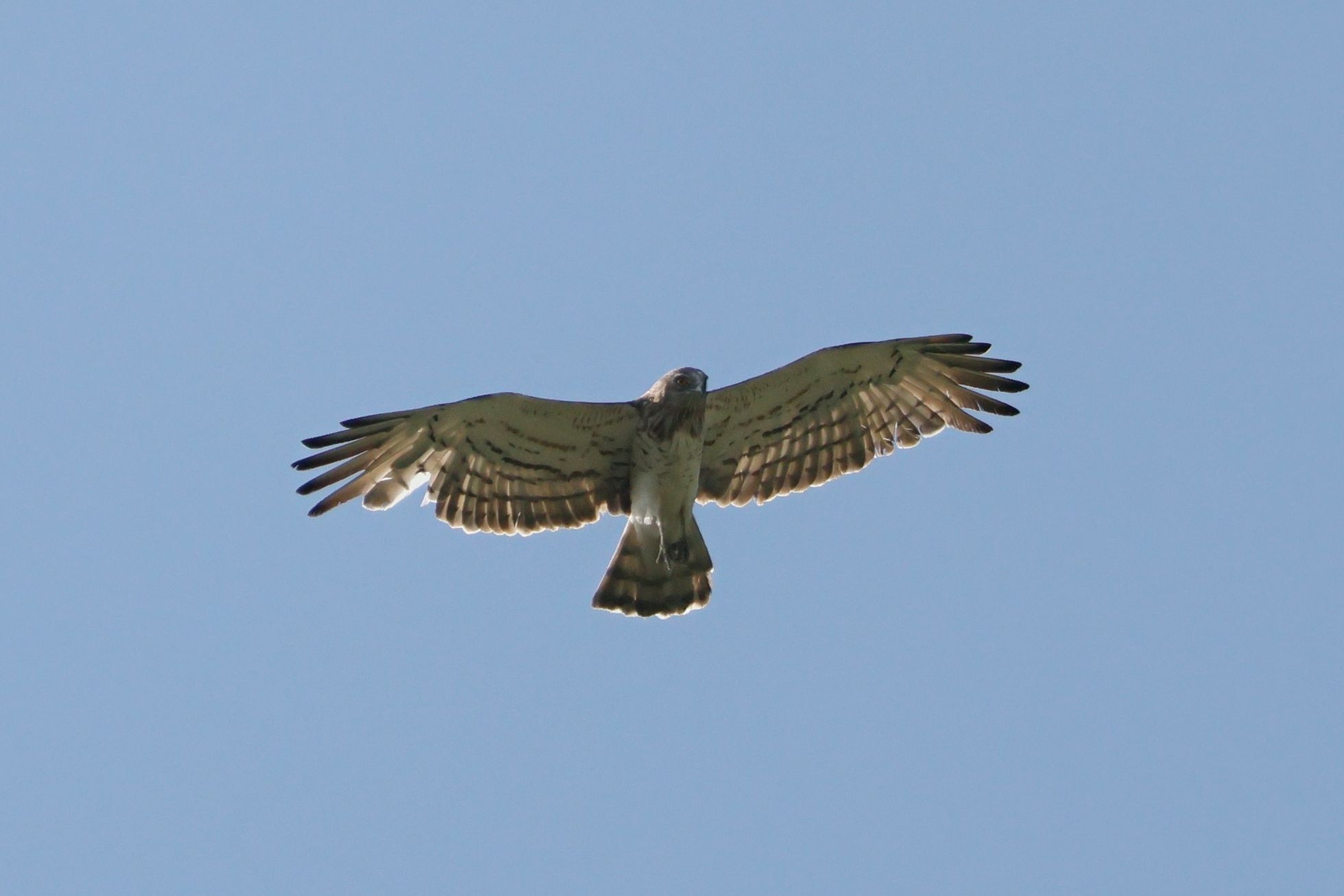 Orlík krátkoprstý (Circaetus gallicus)