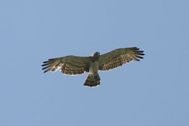 Orlík krátkoprstý (Circaetus gallicus) Orlík krátkoprstý (Circaetus gallicus)