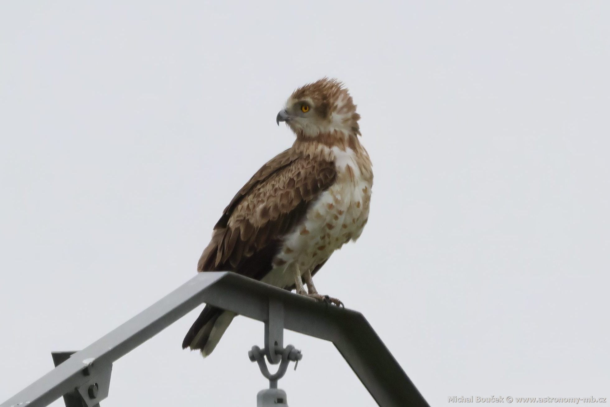 Orlík krátkoprstý (Circaetus gallicus) Orlík krátkoprstý (Circaetus gallicus)