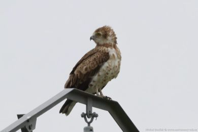 Orlík krátkoprstý (Circaetus gallicus) Orlík krátkoprstý (Circaetus gallicus)
