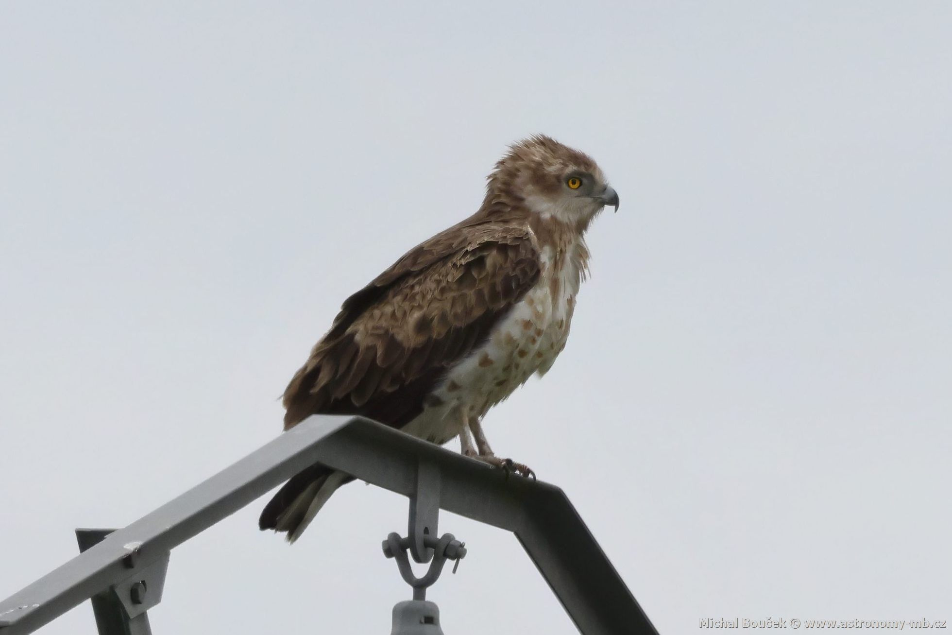 Orlík krátkoprstý (Circaetus gallicus) Orlík krátkoprstý (Circaetus gallicus)
