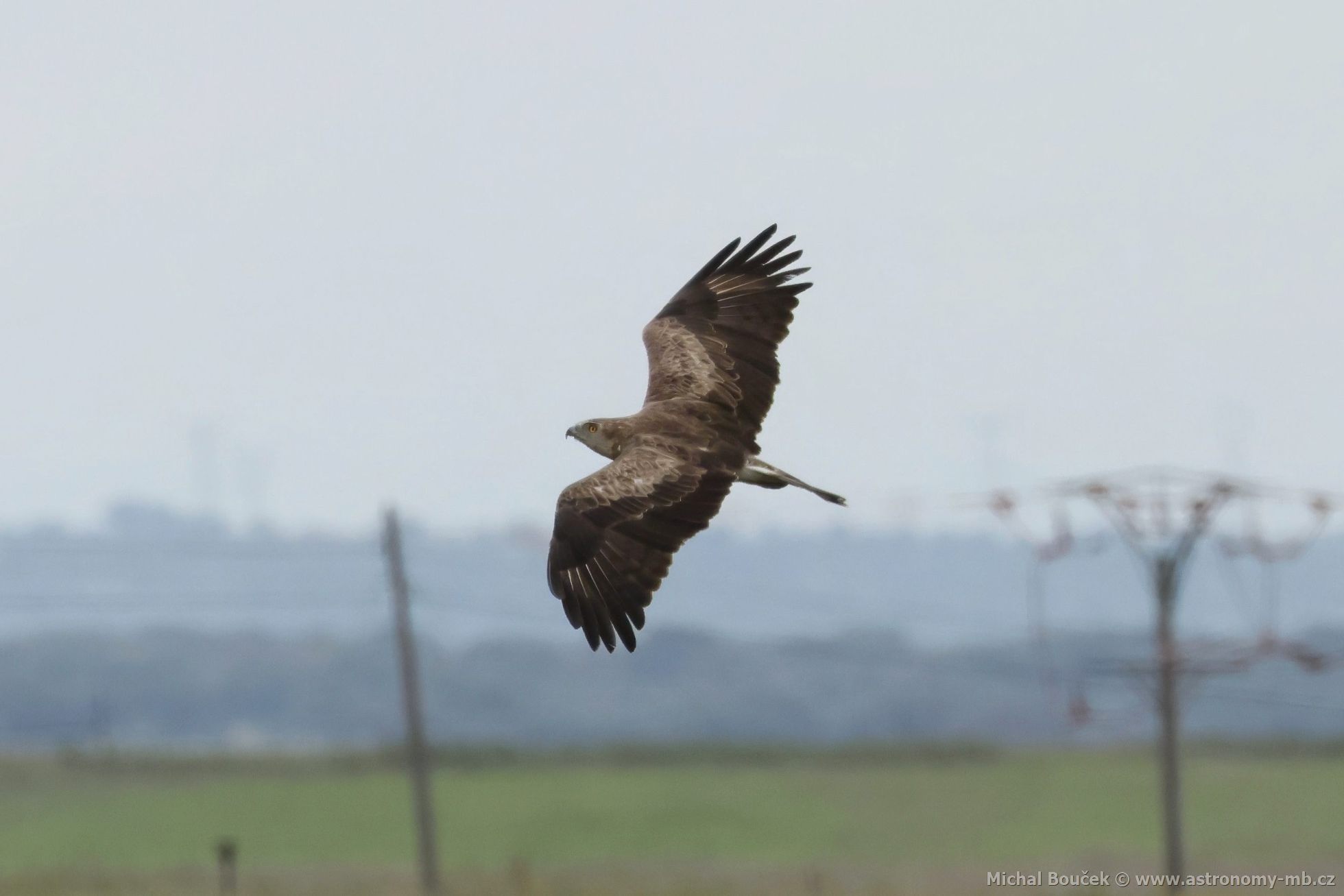 Orlík krátkoprstý (Circaetus gallicus) Orlík krátkoprstý (Circaetus gallicus)