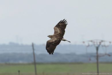 Orlík krátkoprstý (Circaetus gallicus) Orlík krátkoprstý (Circaetus gallicus)