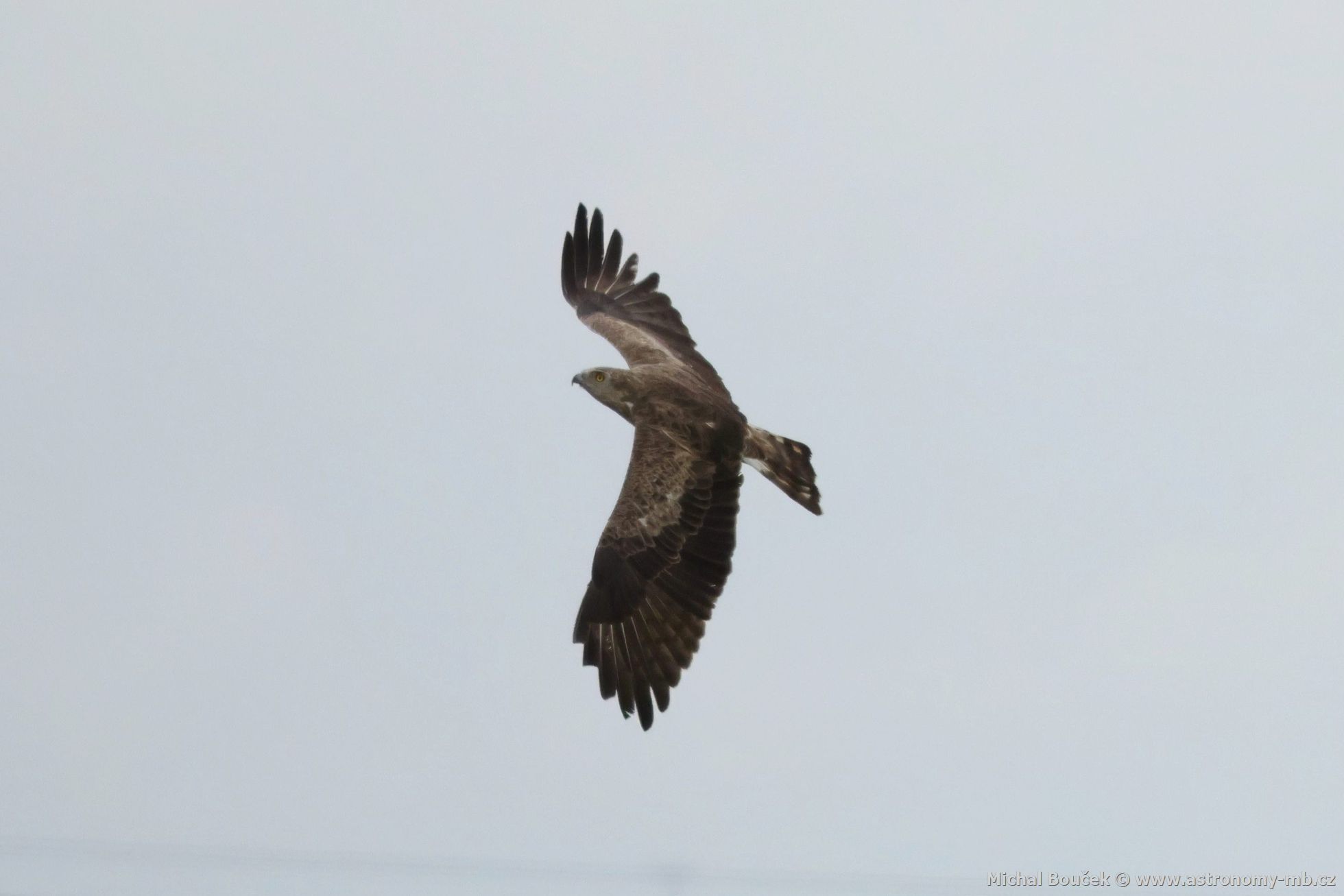 Orlík krátkoprstý (Circaetus gallicus) Orlík krátkoprstý (Circaetus gallicus)