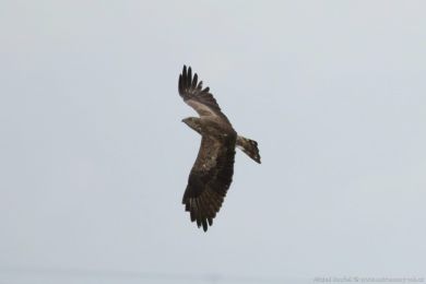 Orlík krátkoprstý (Circaetus gallicus) Orlík krátkoprstý (Circaetus gallicus)