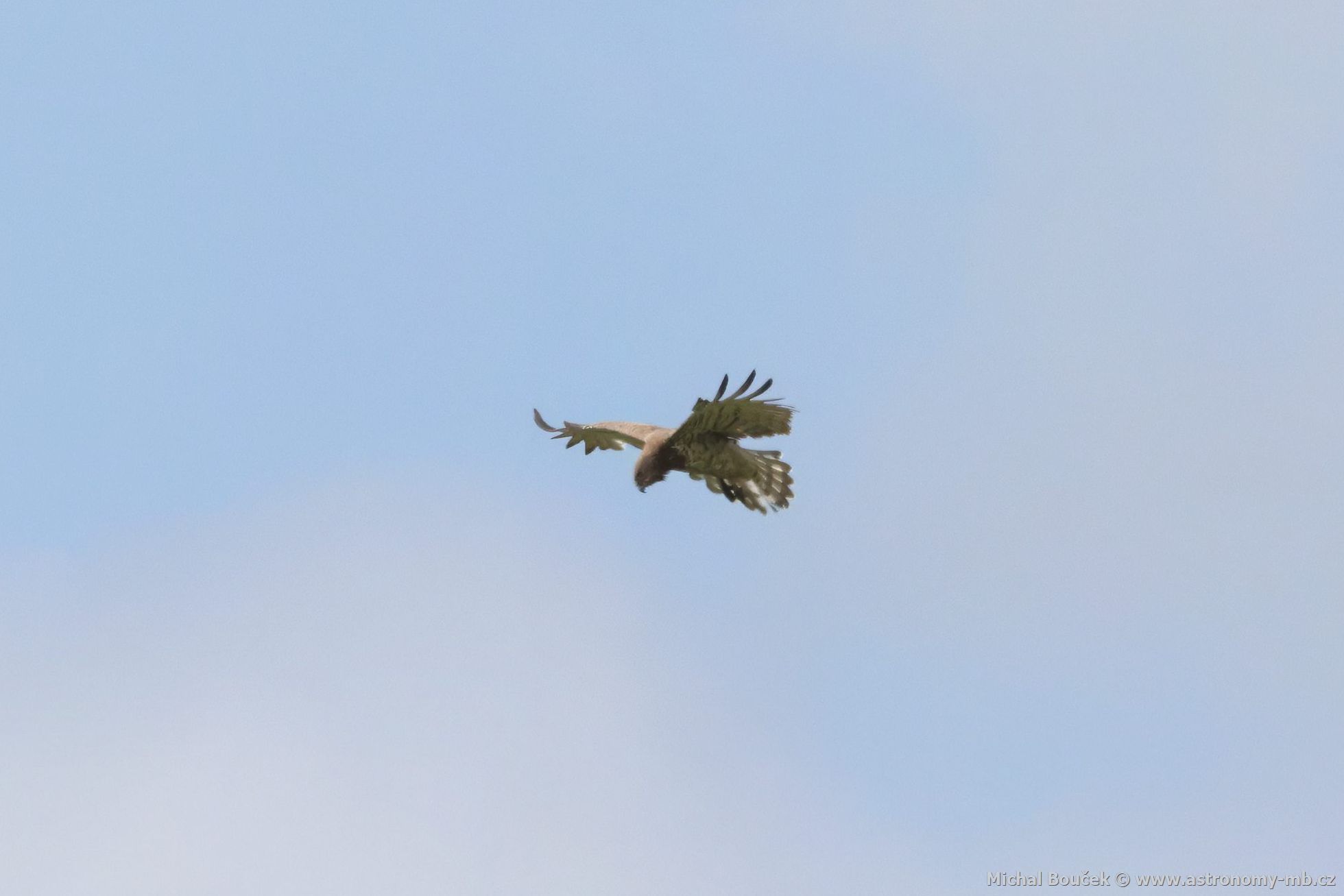 Orlík krátkoprstý (Circaetus gallicus) Orlík krátkoprstý (Circaetus gallicus)
