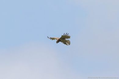 Orlík krátkoprstý (Circaetus gallicus) Orlík krátkoprstý (Circaetus gallicus)